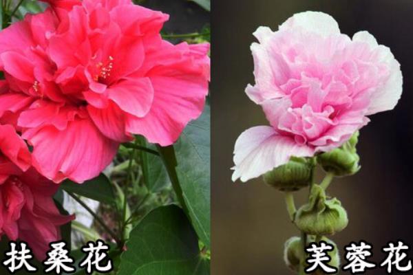 芙蓉花和扶桑花的区别，形态、花期均不同