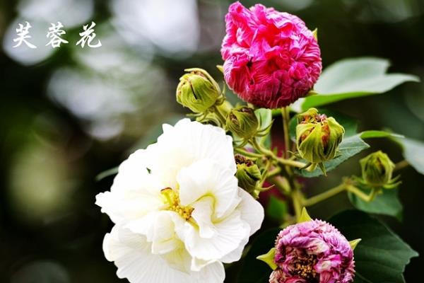 芙蓉花和扶桑花的区别，形态、花期均不同