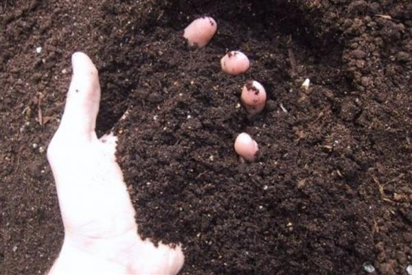 粉黛乱子草的种植方法，可以每隔3-5天给植株浇水一次