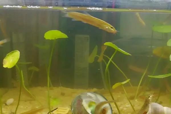 怎么在家里水缸里养泥鳅，使用井水或者湖泊水为佳