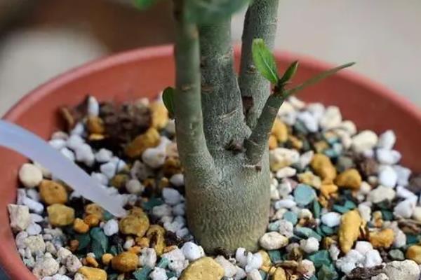 新买的盆栽玫瑰蔫了的原因，可能是在运输中造成了损伤