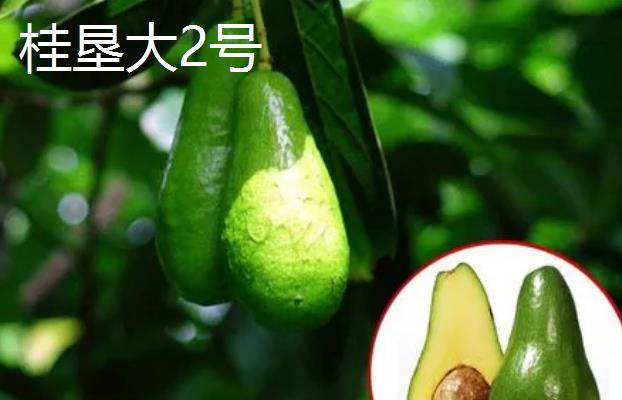 牛油果的成熟季节，通常夏末初秋的季节成熟上市