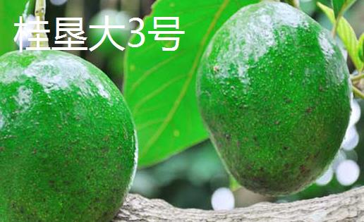 牛油果的成熟季节，通常夏末初秋的季节成熟上市