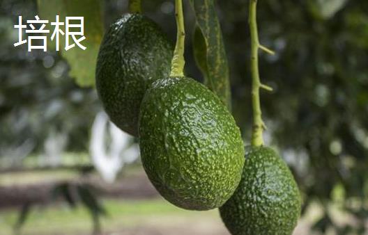 牛油果的成熟季节，通常夏末初秋的季节成熟上市