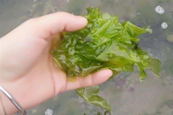 海苔是不是紫菜，海苔都是紫菜
