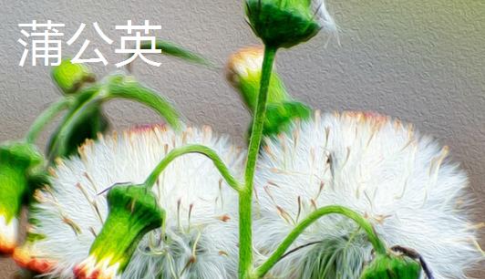 种子怎么传播，主要有以下6种方式