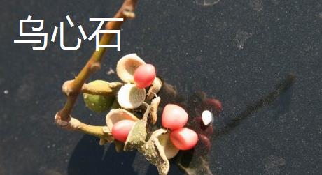 种子怎么传播，主要有以下6种方式