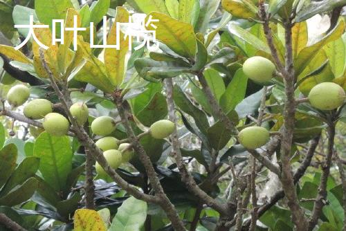 种子怎么传播，主要有以下6种方式