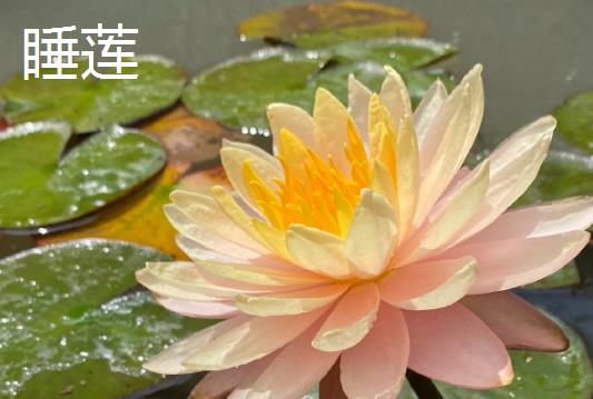 种子怎么传播，主要有以下6种方式