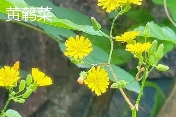 种子怎么传播，主要有以下6种方式