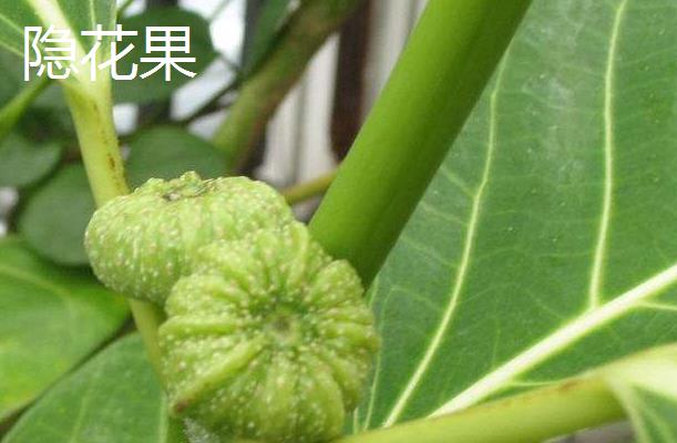 种子怎么传播，主要有以下6种方式