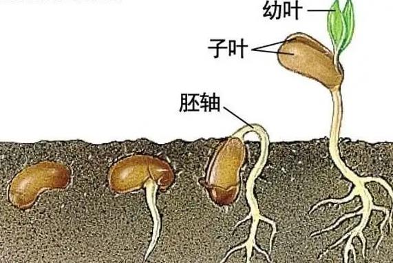 种子怎么传播，主要有以下6种方式