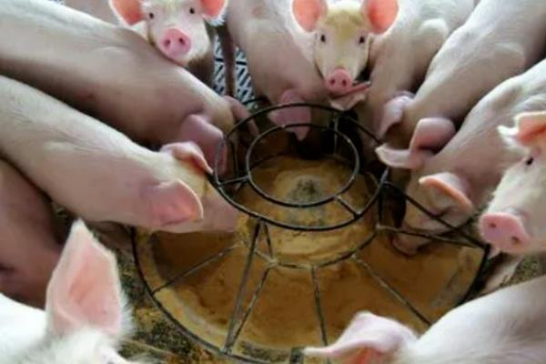 育肥猪350斤至400斤的料肉比，其料肉比在3.5-4：1之间