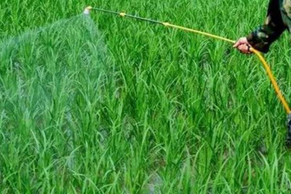 种植谷子怎么搭配肥料，氮磷钾的比例为2：1：2