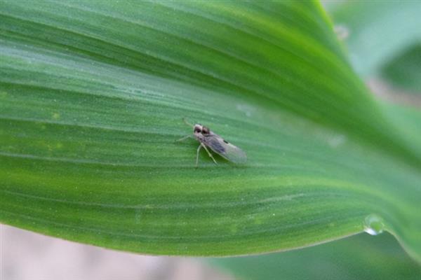 种植谷子怎么搭配肥料，氮磷钾的比例为2：1：2