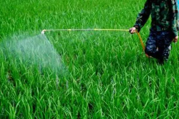 种植谷子怎么搭配肥料，氮磷钾的比例为2：1：2