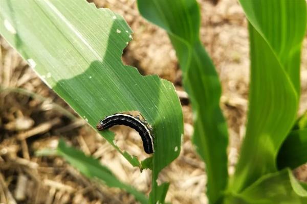 种植谷子怎么搭配肥料，氮磷钾的比例为2：1：2