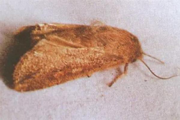 种植谷子怎么搭配肥料，氮磷钾的比例为2：1：2