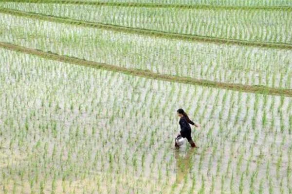 种植谷子怎么搭配肥料，氮磷钾的比例为2：1：2