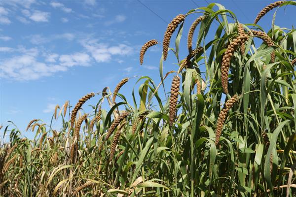种植谷子怎么搭配肥料，氮磷钾的比例为2：1：2