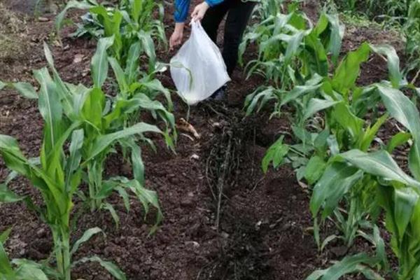 种植谷子怎么搭配肥料，氮磷钾的比例为2：1：2