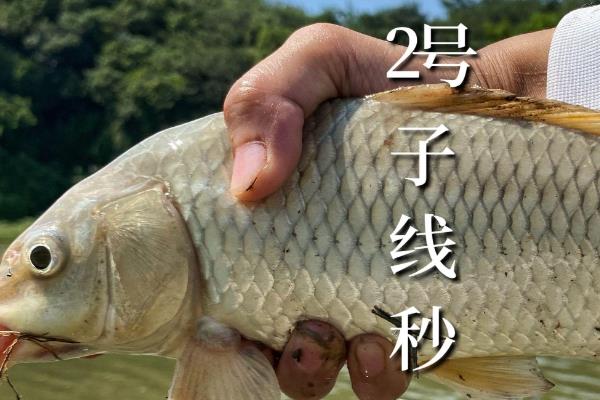 4.0号子线和几号伊势尼钩搭配使用，适合搭配12-14号伊势尼钩