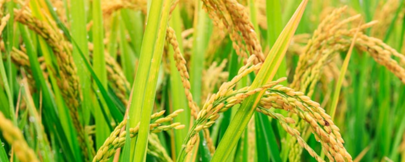 新两优6号水稻品种简介，大田每亩用种量1公斤