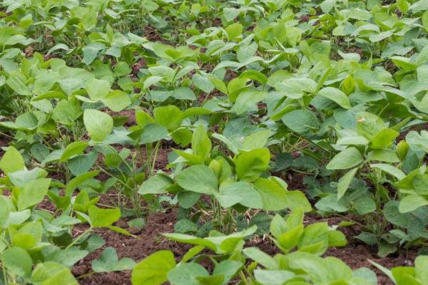 邯豆六号大豆种子介绍，及时防治虫害