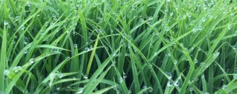 九稻50号水稻品种的特性，注意及时防治稻瘟病