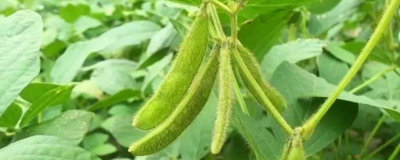 华疆2号大豆品种的特性，播种期5月15~20日