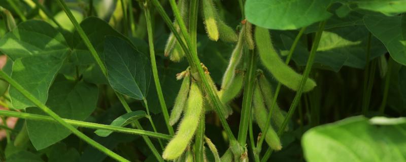 东辛3号大豆品种的特性，播前每亩施磷二铵5公斤