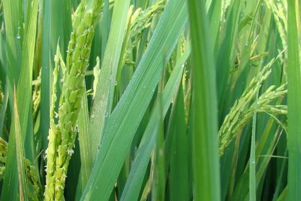 花培3号小麦种子特征特性，拔节期注意防治纹枯病