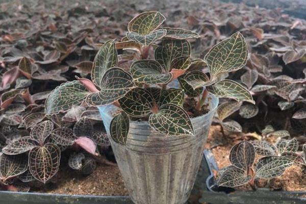 金线莲的种植条件，生长适宜温度20-32℃