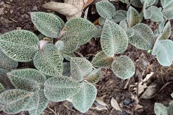 金线莲的种植条件，生长适宜温度20-32℃