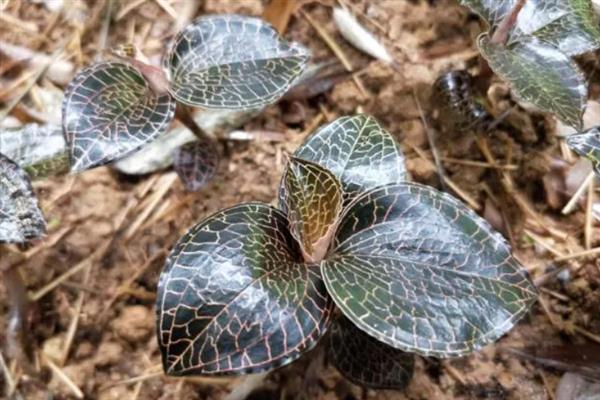 金线莲的种植条件，生长适宜温度20-32℃