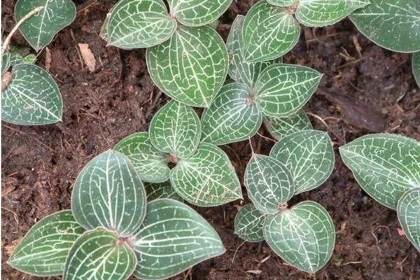 金线莲的种植条件，生长适宜温度20-32℃