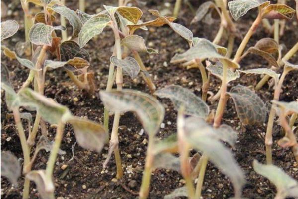 金线莲的种植条件，生长适宜温度20-32℃
