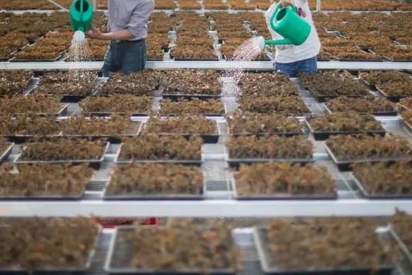 金线莲的种植条件，生长适宜温度20-32℃