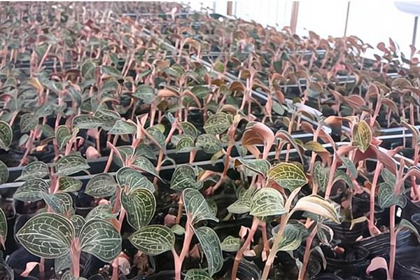 金线莲的种植条件，生长适宜温度20-32℃