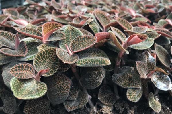 金线莲的种植条件，生长适宜温度20-32℃