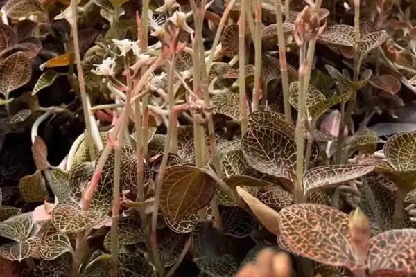 金线莲的种植条件，生长适宜温度20-32℃