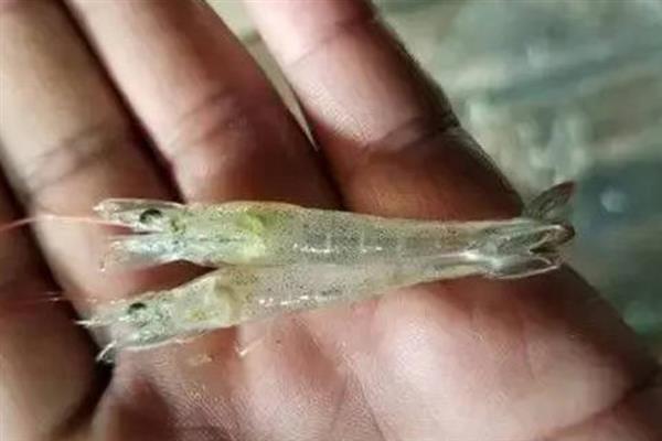 观赏虾蜕皮后怎么处理，一定要注意保持水质和水温