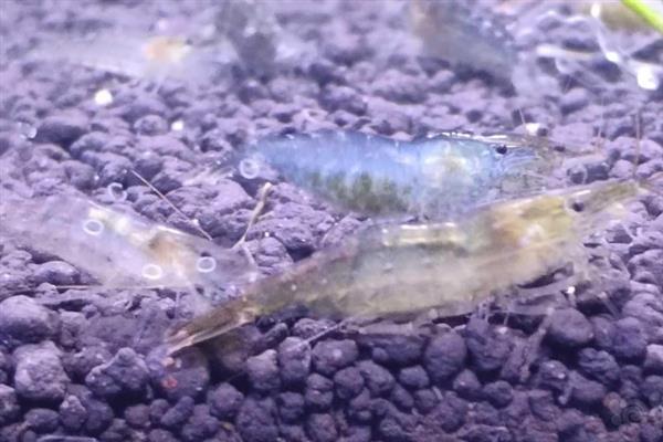 观赏虾蜕皮后怎么处理，一定要注意保持水质和水温