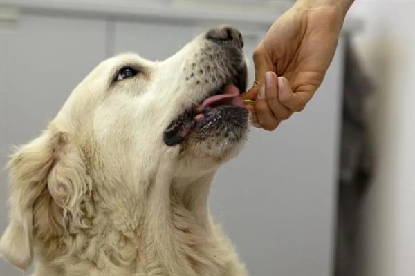 狗狗常见的病理性呕吐原因及解决方法，感冒或寄生虫都会引起呕吐