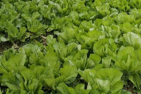什么是芥菜，属于十字花科、芸薹属草本植物