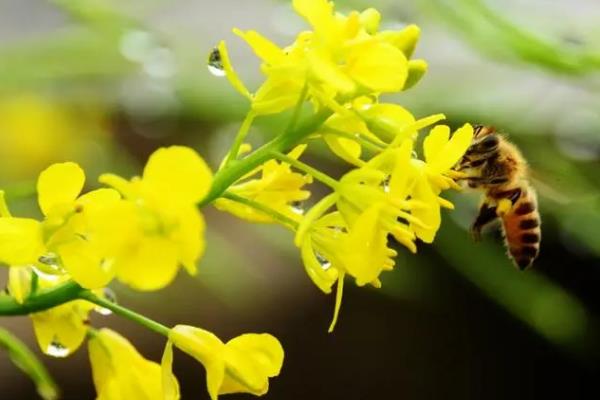 什么是芥菜，属于十字花科、芸薹属草本植物