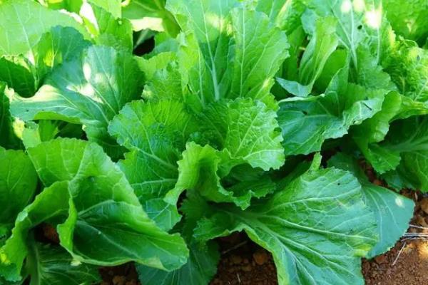 什么是芥菜，属于十字花科、芸薹属草本植物