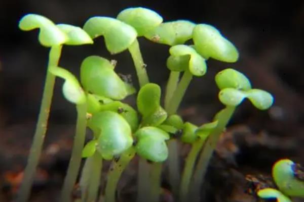 什么是芥菜，属于十字花科、芸薹属草本植物