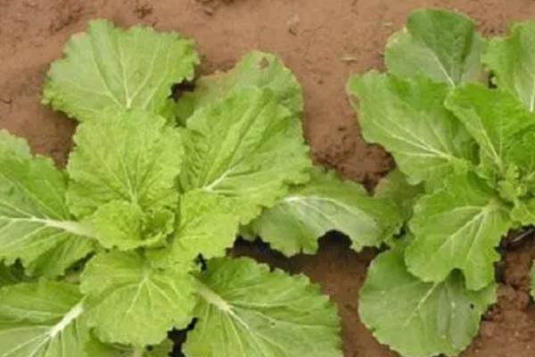 什么是芥菜，属于十字花科、芸薹属草本植物