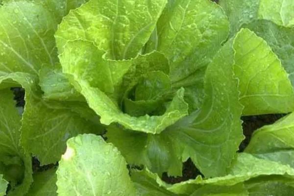 什么是芥菜，属于十字花科、芸薹属草本植物